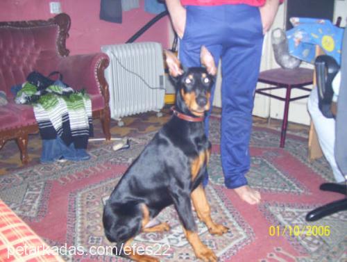 devil Erkek Doberman Pinscher