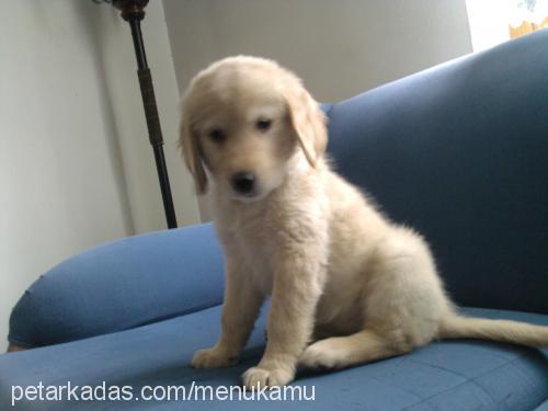 armi Dişi Golden Retriever