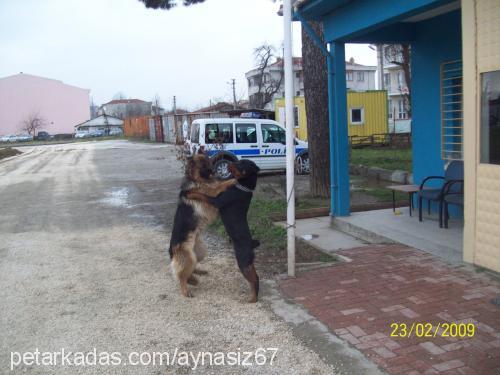 zeyna Dişi Alman Çoban Köpeği