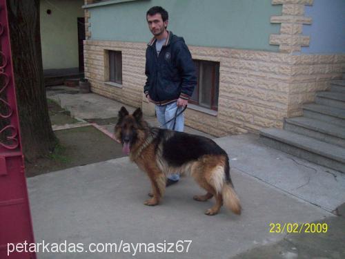 zeyna Dişi Alman Çoban Köpeği