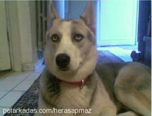 herasapmaz Dişi Sibirya Kurdu (Husky)