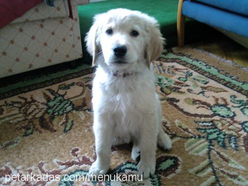 armi Dişi Golden Retriever