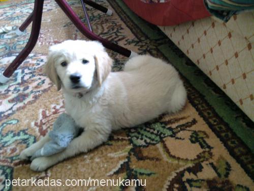 armi Dişi Golden Retriever