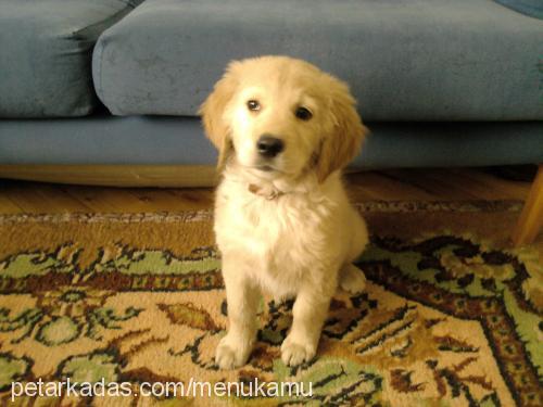 armi Dişi Golden Retriever