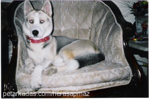 herasapmaz Dişi Sibirya Kurdu (Husky)