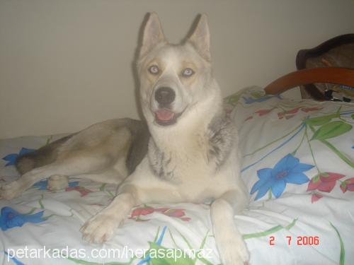 herasapmaz Dişi Sibirya Kurdu (Husky)