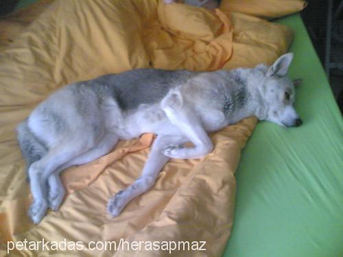 herasapmaz Dişi Sibirya Kurdu (Husky)