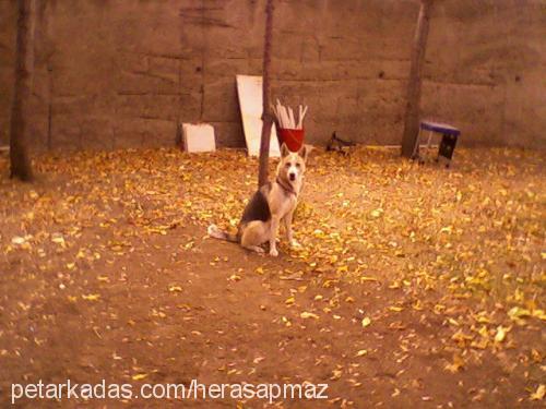 herasapmaz Dişi Sibirya Kurdu (Husky)