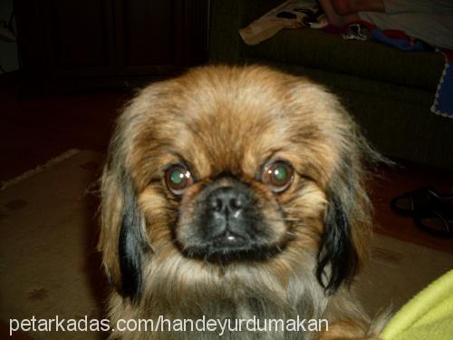 misha Erkek Pekingese