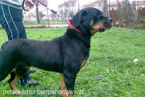 zeyna Dişi Rottweiler