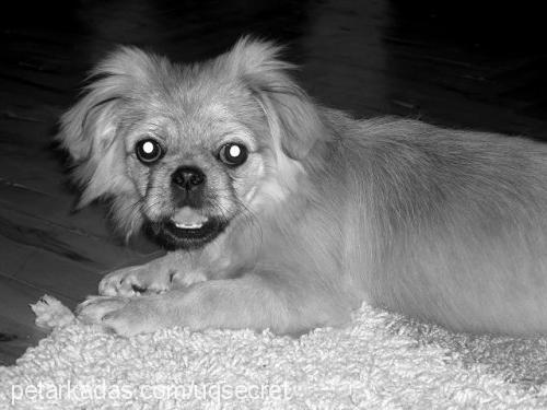 dodo Erkek Pekingese