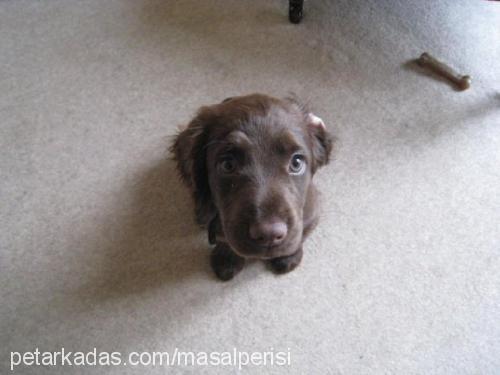 rosi Dişi İngiliz Cocker Spaniel