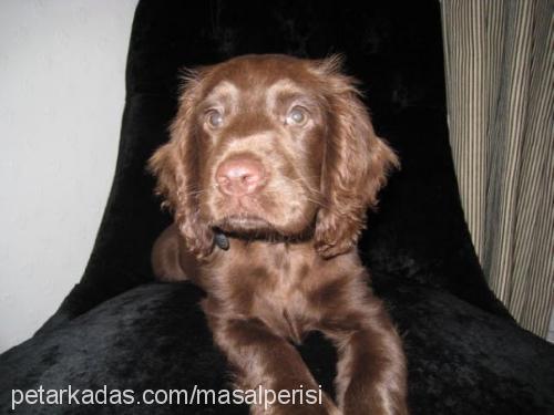 rosi Dişi İngiliz Cocker Spaniel