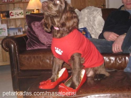 rosi Dişi İngiliz Cocker Spaniel