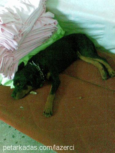 alex Dişi Rottweiler