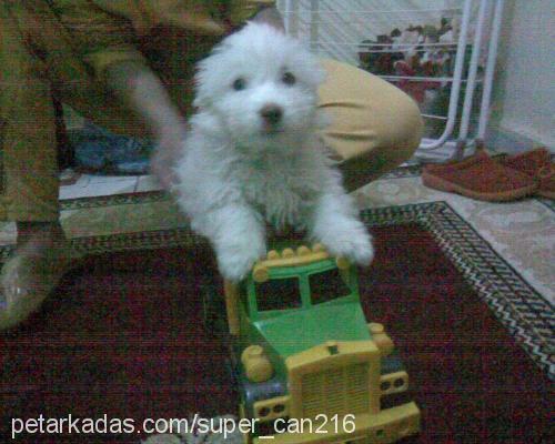 köpük Erkek West Highland White Terrier