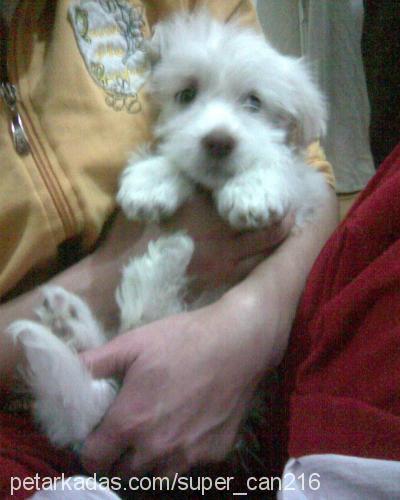 köpük Erkek West Highland White Terrier