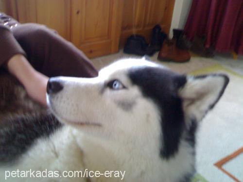 ice Erkek Sibirya Kurdu (Husky)