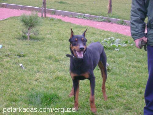 efe Erkek Doberman Pinscher