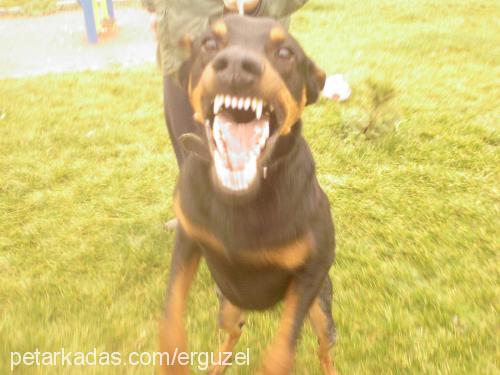 efe Erkek Doberman Pinscher