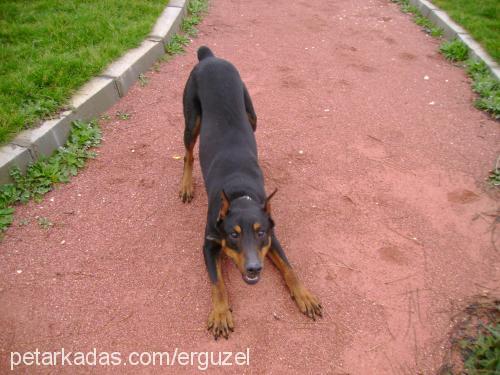 efe Erkek Doberman Pinscher