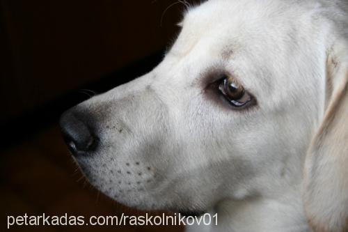 simba Dişi Labrador Retriever