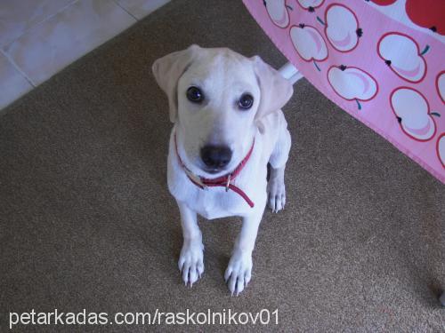 simba Dişi Labrador Retriever