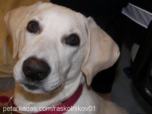 simba Dişi Labrador Retriever