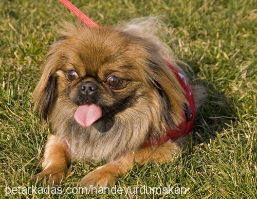 misha Erkek Pekingese