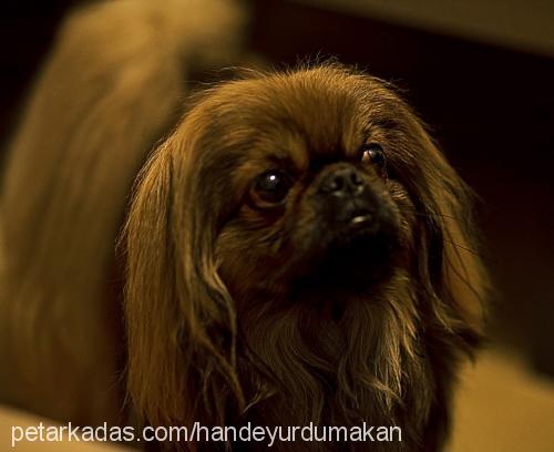 misha Erkek Pekingese