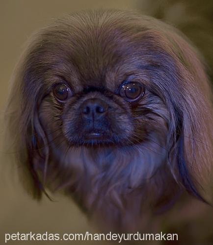 misha Erkek Pekingese