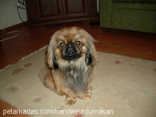 misha Erkek Pekingese