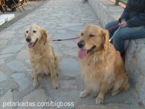 angella Dişi Golden Retriever