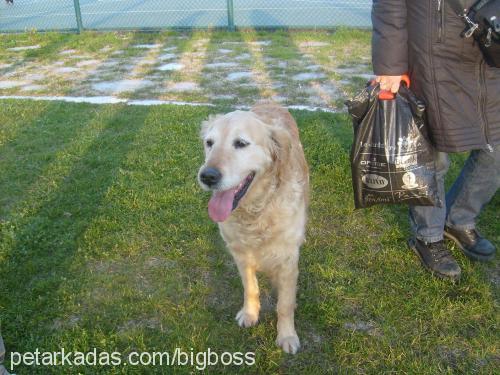 angella Dişi Golden Retriever