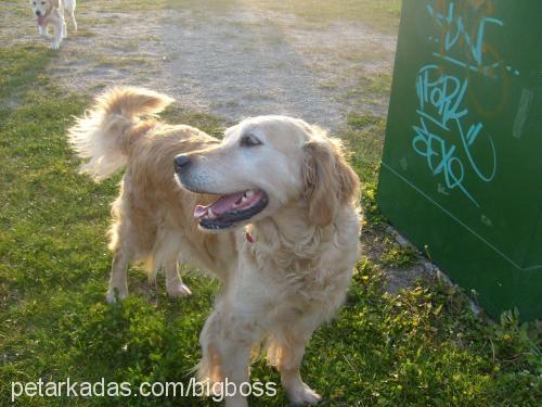 angella Dişi Golden Retriever