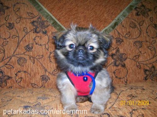 herkÜl Erkek Pekingese