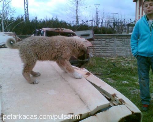 tosun Erkek Kangal