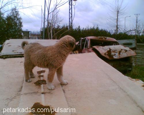 tosun Erkek Kangal