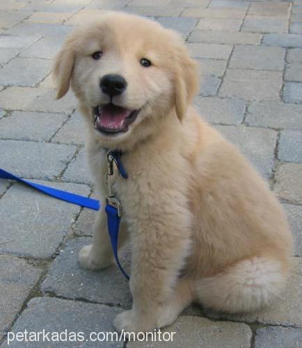 molotof Erkek Golden Retriever