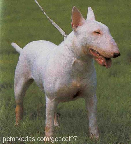 paŞa Erkek Bull Terrier