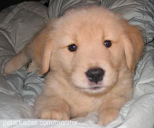 molotof Erkek Golden Retriever