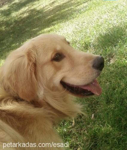 tony Erkek Golden Retriever