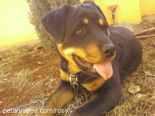 rodi Dişi Rottweiler