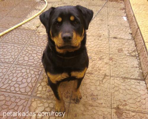 rodi Dişi Rottweiler