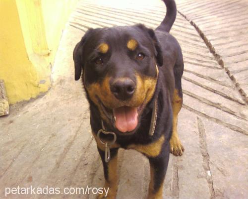 rodi Dişi Rottweiler