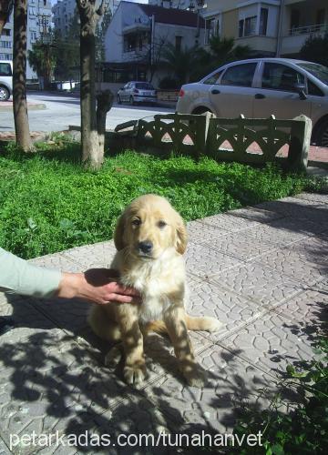 nazli Dişi Golden Retriever