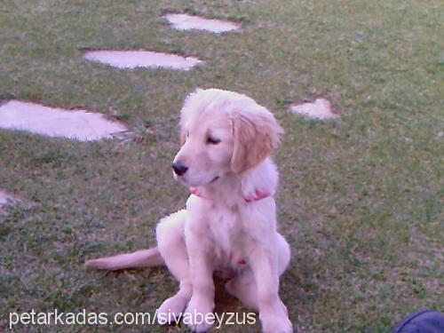 şiva Dişi Golden Retriever