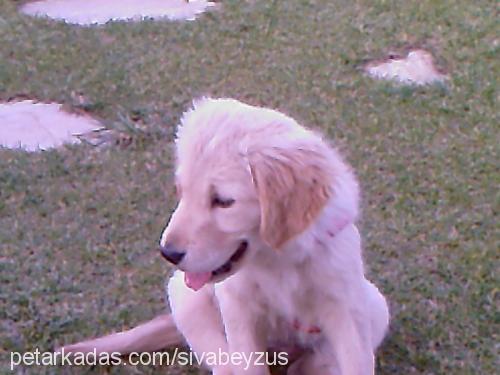 şiva Dişi Golden Retriever