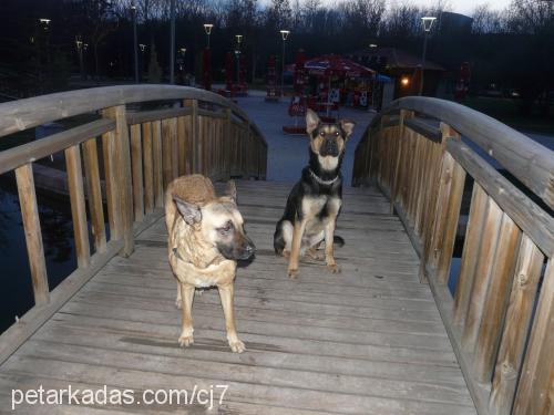 bakış Erkek Alman Çoban Köpeği