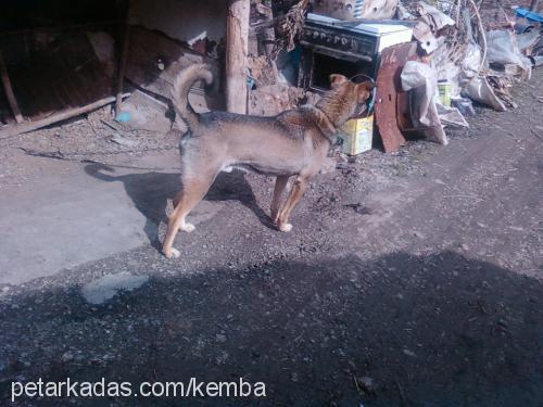 toni Erkek Alman Çoban Köpeği